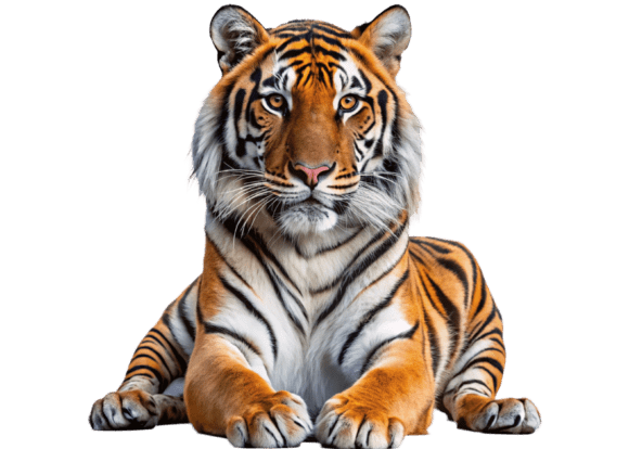 Free Tiger Isolated on White Background – High Quality PNG Files for Commercial Use
